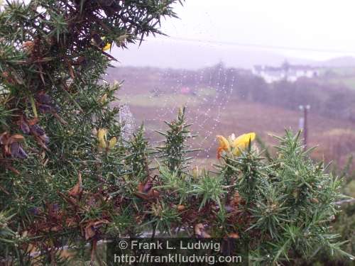 Connemara Cobweb